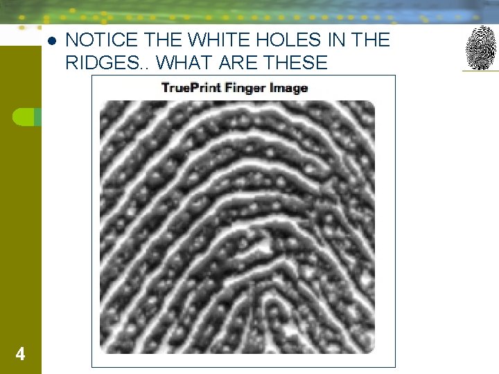 l 4 NOTICE THE WHITE HOLES IN THE RIDGES. . WHAT ARE THESE 