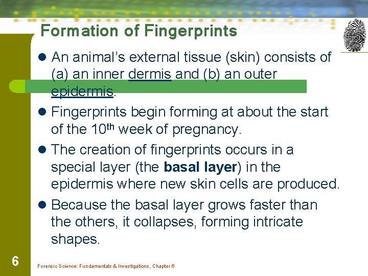 Formation of Fingerprints l An animal’s external tissue (skin) consists of (a) an inner