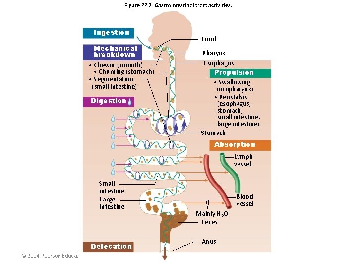 Figure 22. 2 Gastrointestinal tract activities. Ingestion Mechanical breakdown • Chewing (mouth) • Churning