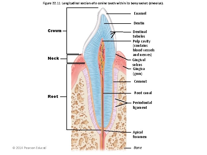 Figure 22. 11 Longitudinal section of a canine tooth within its bony socket (alveolus).