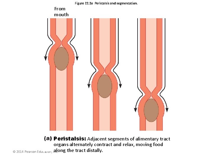 Figure 22. 3 a Peristalsis and segmentation. From mouth Peristalsis: Adjacent segments of alimentary