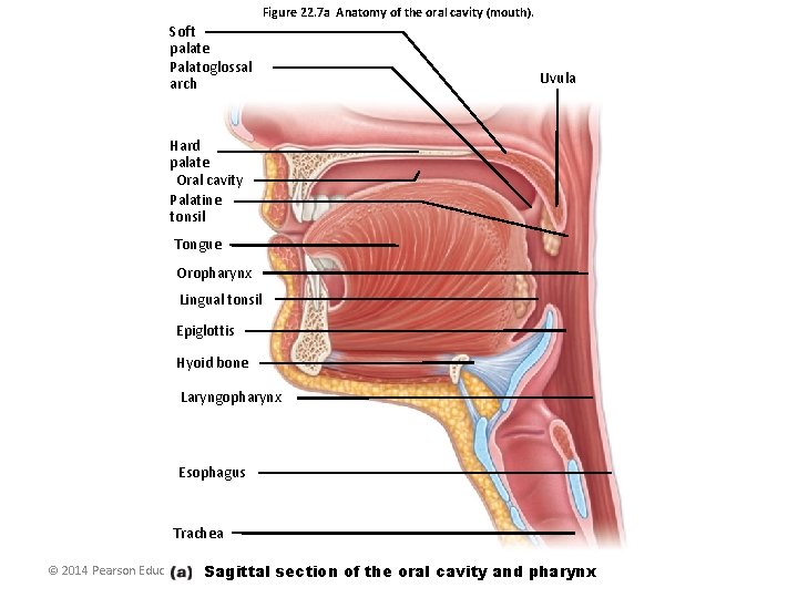 Figure 22. 7 a Anatomy of the oral cavity (mouth). Soft palate Palatoglossal arch