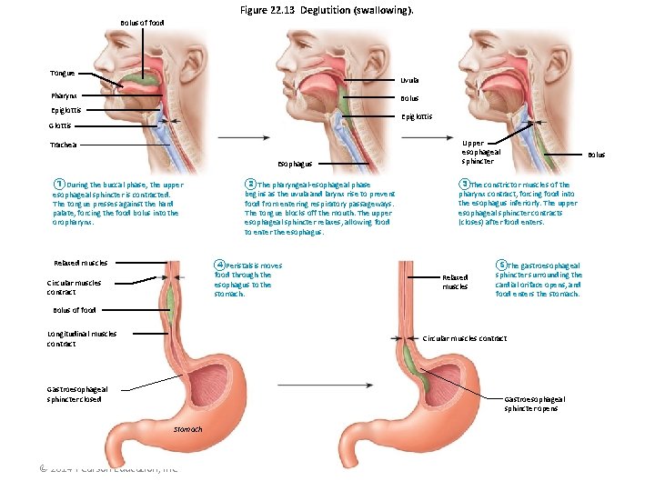 Figure 22. 13 Deglutition (swallowing). Bolus of food Tongue Uvula Pharynx Bolus Epiglottis Glottis