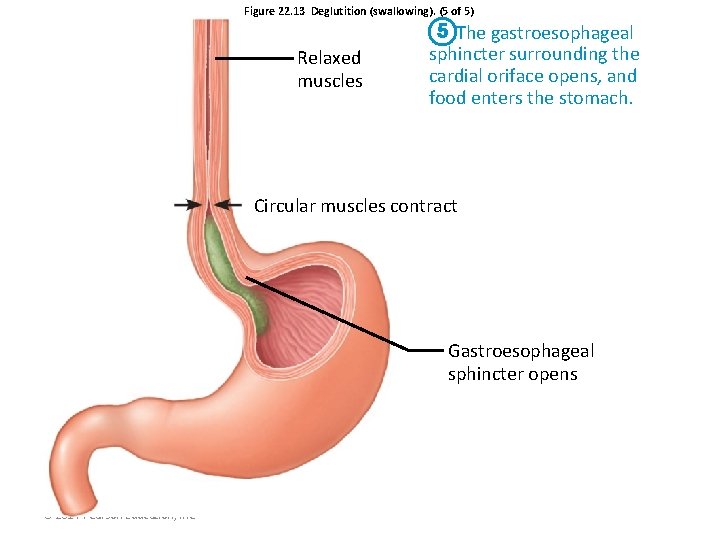 Figure 22. 13 Deglutition (swallowing). (5 of 5) Relaxed muscles 5 The gastroesophageal sphincter