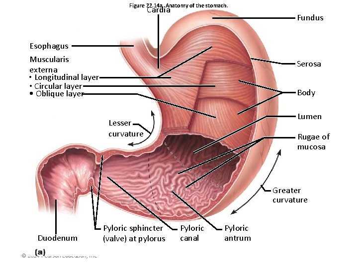 Figure 22. 14 a Anatomy of the stomach. Cardia Fundus Esophagus Muscularis externa •