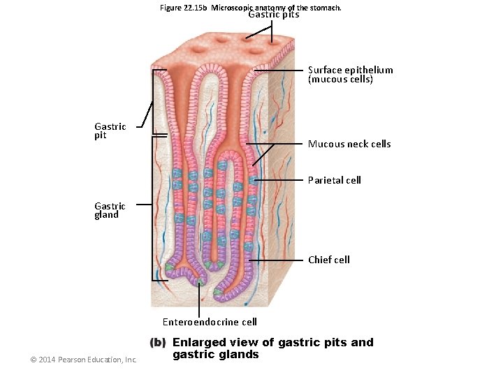 Figure 22. 15 b Microscopic anatomy of the stomach. Gastric pits Surface epithelium (mucous