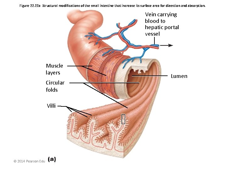 Figure 22. 22 a Structural modifications of the small intestine that increase its surface