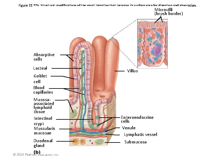 Figure 22. 22 b Structural modifications of the small intestine that increase its surface