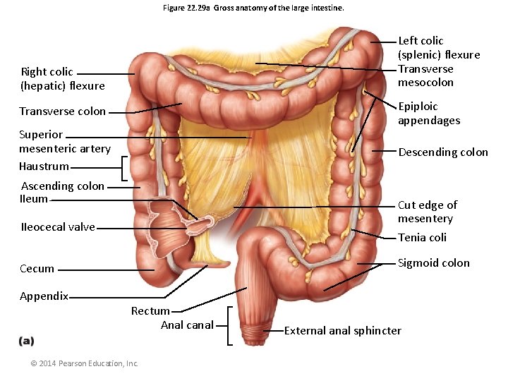 Figure 22. 29 a Gross anatomy of the large intestine. Left colic (splenic) flexure