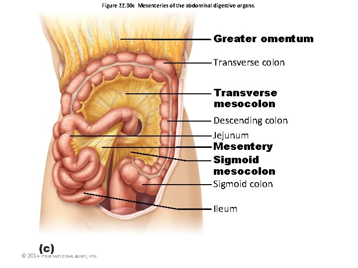 Figure 22. 30 c Mesenteries of the abdominal digestive organs. Greater omentum Transverse colon