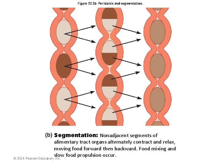 Figure 22. 3 b Peristalsis and segmentation. Segmentation: Nonadjacent segments of alimentary tract organs