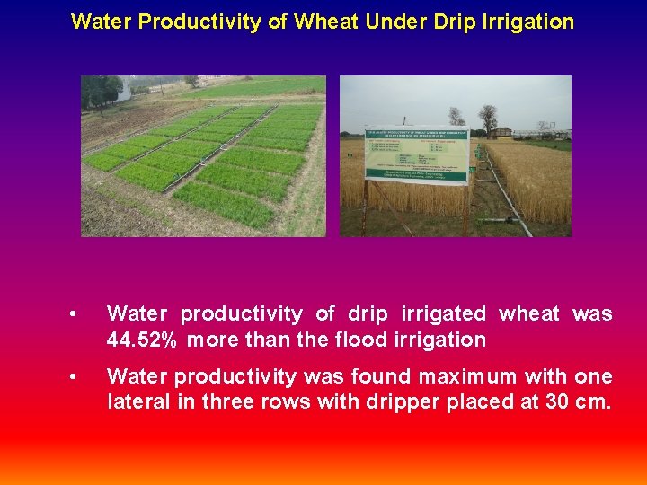 Water Productivity of Wheat Under Drip Irrigation • Water productivity of drip irrigated wheat Water Productivity of Wheat Under Drip Irrigation • Water productivity of drip irrigated wheat