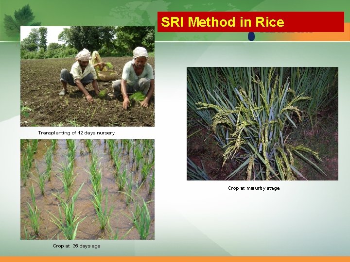 SRI Method in Rice Transplanting of 12 days nursery Crop at maturity stage Crop SRI Method in Rice Transplanting of 12 days nursery Crop at maturity stage Crop