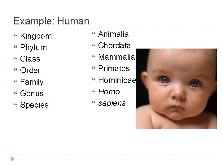 Example: Human Kingdom Phylum Class Order Family Genus Species Animalia Chordata Mammalia Primates Hominidae