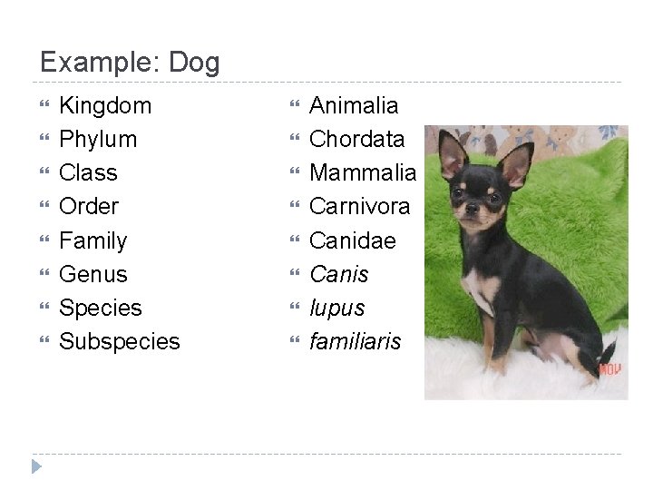 Example: Dog Kingdom Phylum Class Order Family Genus Species Subspecies Animalia Chordata Mammalia Carnivora Example: Dog Kingdom Phylum Class Order Family Genus Species Subspecies Animalia Chordata Mammalia Carnivora