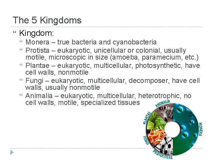 The 5 Kingdoms Kingdom: Monera – true bacteria and cyanobacteria Protista – eukaryotic, unicellular The 5 Kingdoms Kingdom: Monera – true bacteria and cyanobacteria Protista – eukaryotic, unicellular