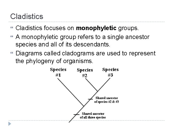 Cladistics focuses on monophyletic groups. A monophyletic group refers to a single ancestor species Cladistics focuses on monophyletic groups. A monophyletic group refers to a single ancestor species