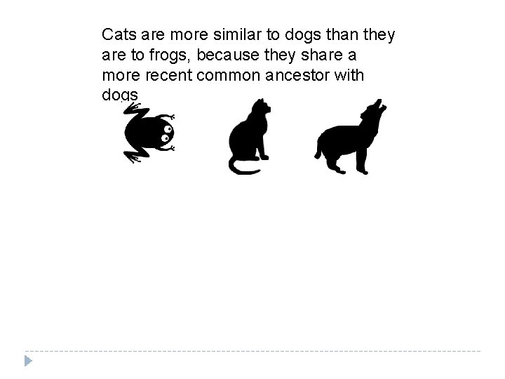 Cats are more similar to dogs than they are to frogs, because they share