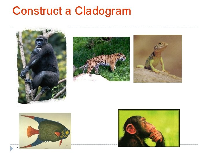 Construct a Cladogram 7 