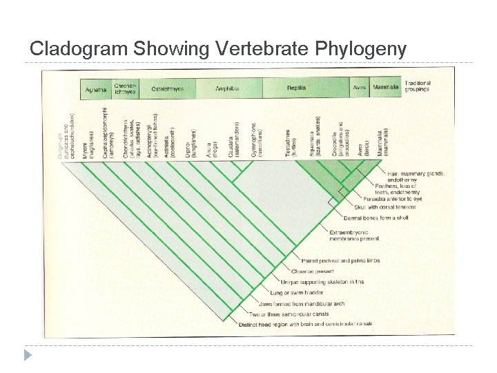 Cladogram Showing Vertebrate Phylogeny 