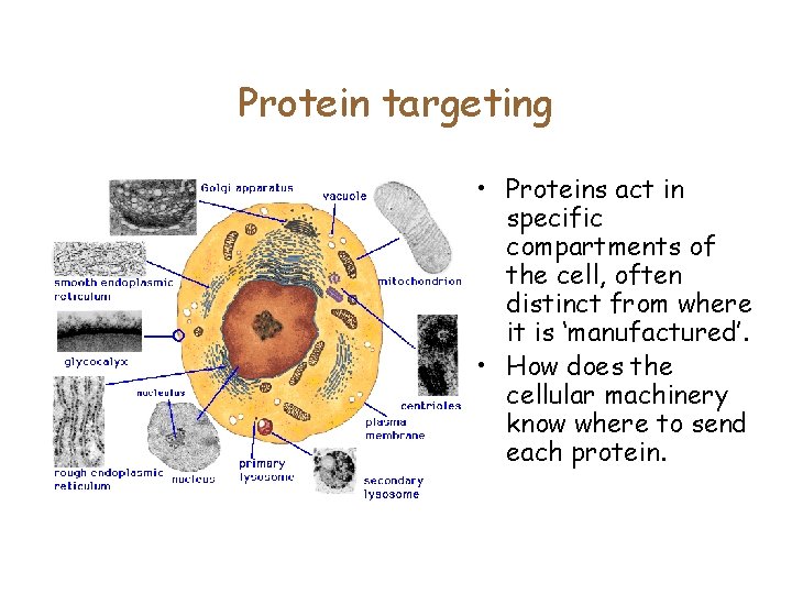 Protein targeting • Proteins act in specific compartments of the cell, often distinct from