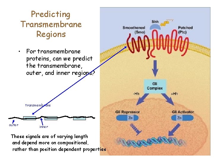 Predicting Transmembrane Regions • For transmembrane proteins, can we predict the transmembrane, outer, and