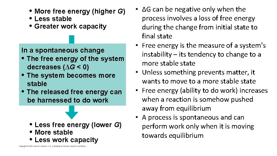  • More free energy (higher G) • Less stable • Greater work capacity