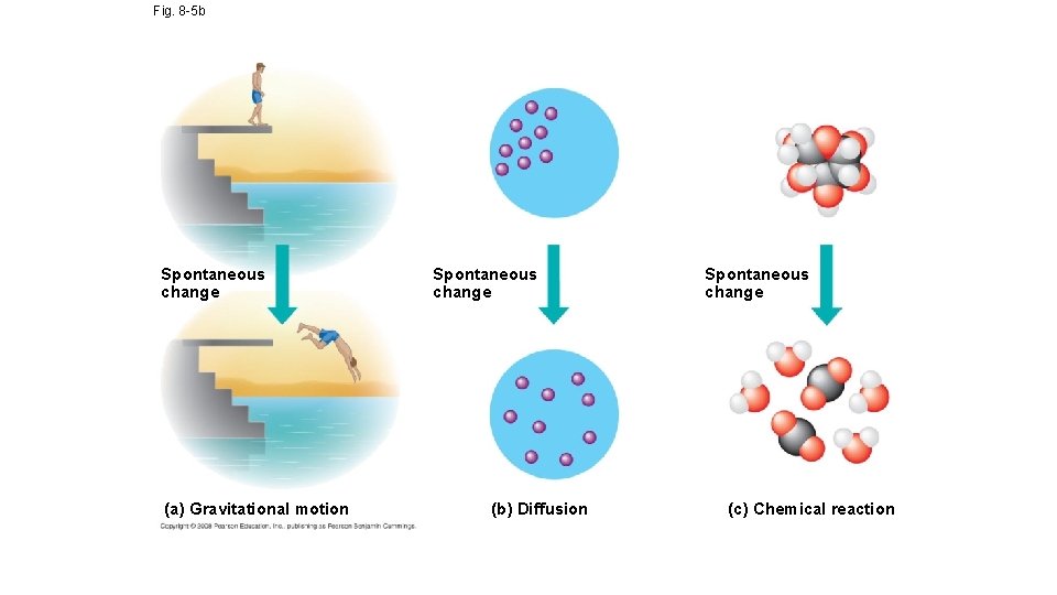 Fig. 8 -5 b Spontaneous change (a) Gravitational motion Spontaneous change (b) Diffusion Spontaneous