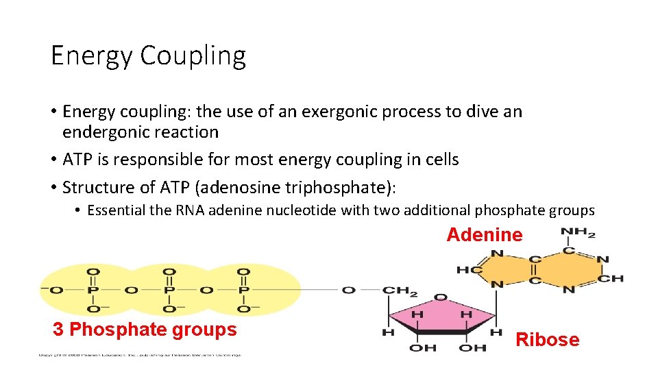Energy Coupling • Energy coupling: the use of an exergonic process to dive an