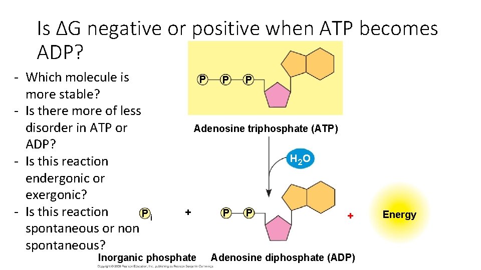 Is ∆G negative or positive when ATP becomes ADP? - Which molecule is more