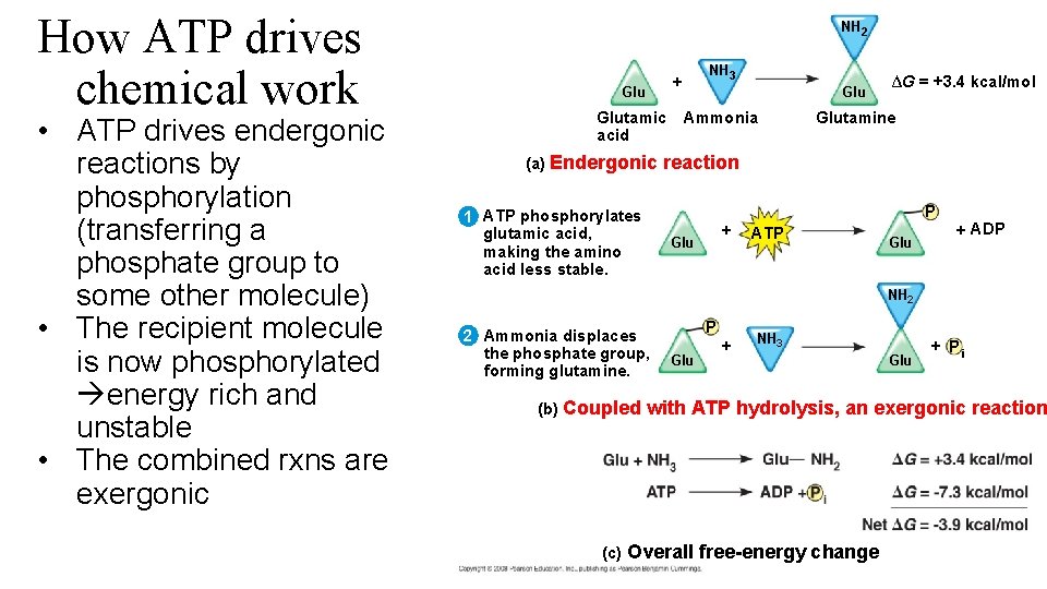 How ATP drives chemical work • ATP drives endergonic reactions by phosphorylation (transferring a