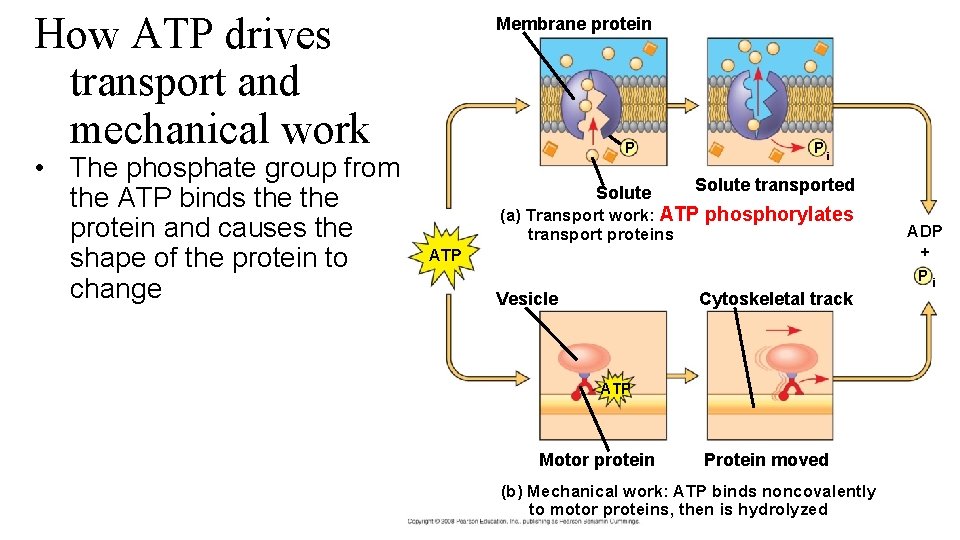 How ATP drives transport and mechanical work • The phosphate group from the ATP