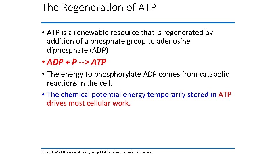 The Regeneration of ATP • ATP is a renewable resource that is regenerated by