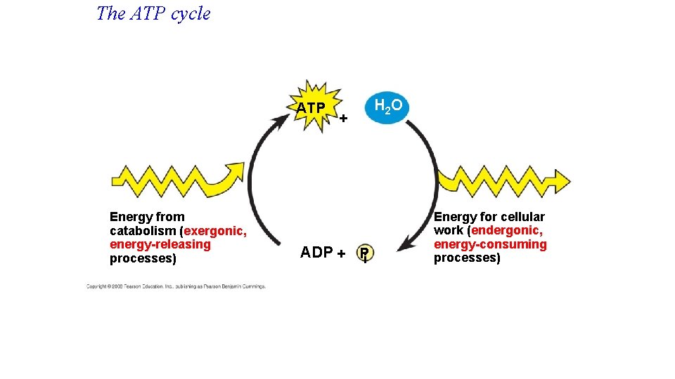 The ATP cycle ATP Energy from catabolism (exergonic, energy-releasing processes) + ADP + Pi