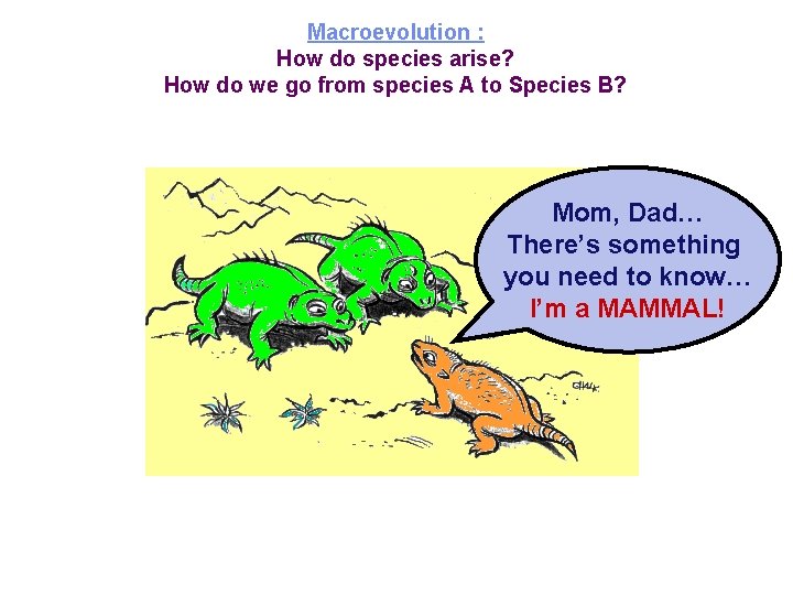 Macroevolution : How do species arise? How do we go from species A to