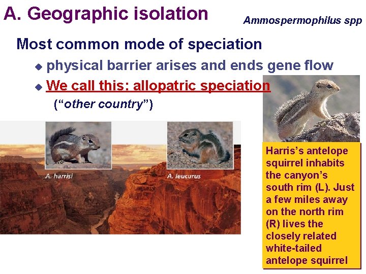 A. Geographic isolation Ammospermophilus spp Most common mode of speciation physical barrier arises and
