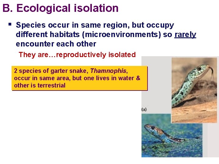 B. Ecological isolation § Species occur in same region, but occupy different habitats (microenvironments)