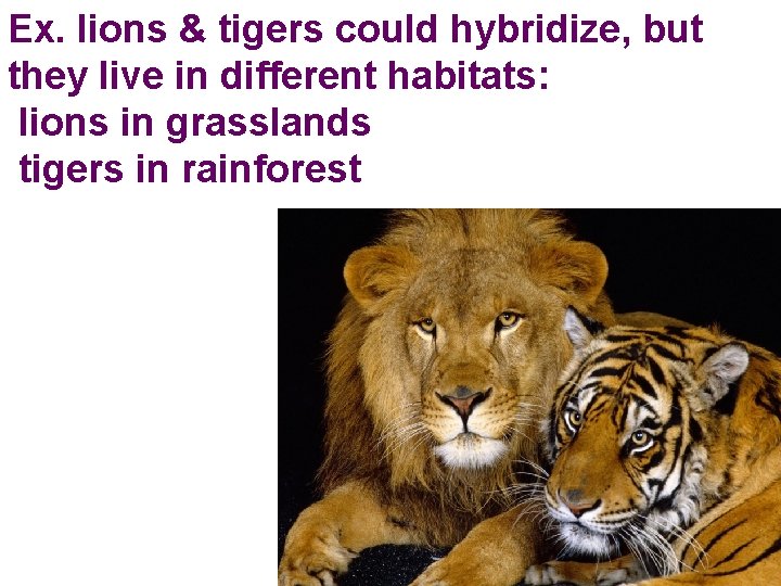Ex. lions & tigers could hybridize, but they live in different habitats: lions in