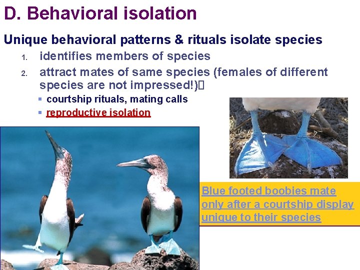 D. Behavioral isolation Unique behavioral patterns & rituals isolate species 1. 2. identifies members