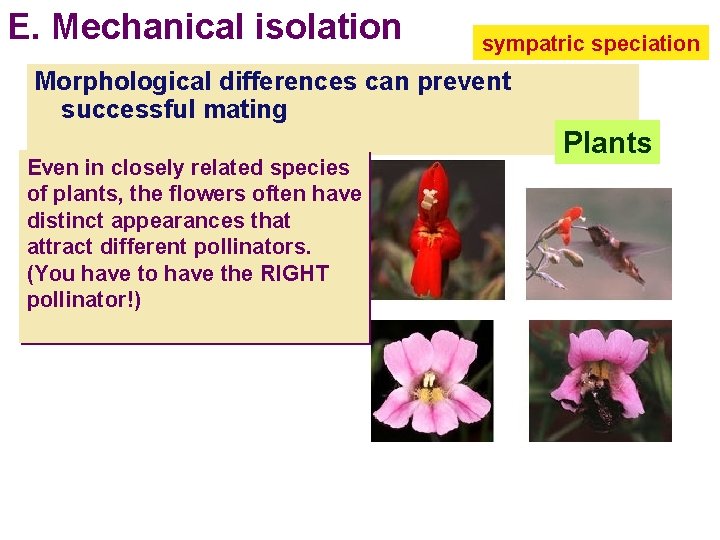 E. Mechanical isolation sympatric speciation Morphological differences can prevent successful mating Even in closely