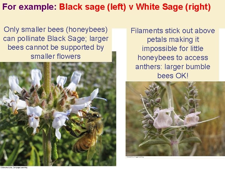 For example: Black sage (left) v White Sage (right) Only smaller bees (honeybees) can