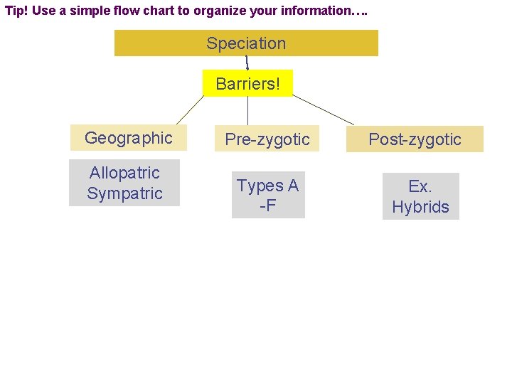 Tip! Use a simple flow chart to organize your information…. Speciation Barriers! Geographic Allopatric