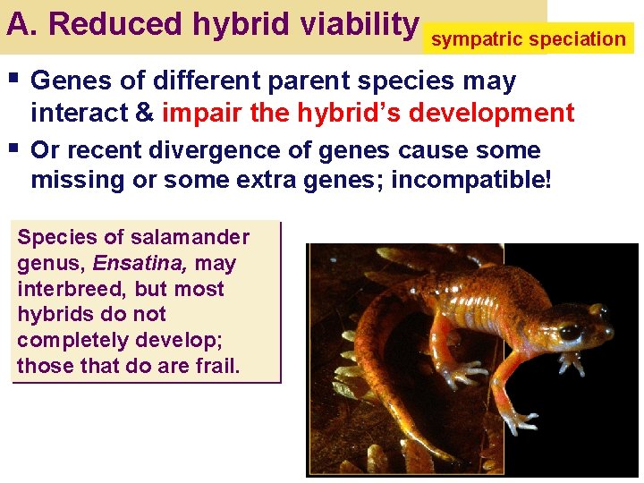 A. Reduced hybrid viability sympatric speciation § Genes of different parent species may interact
