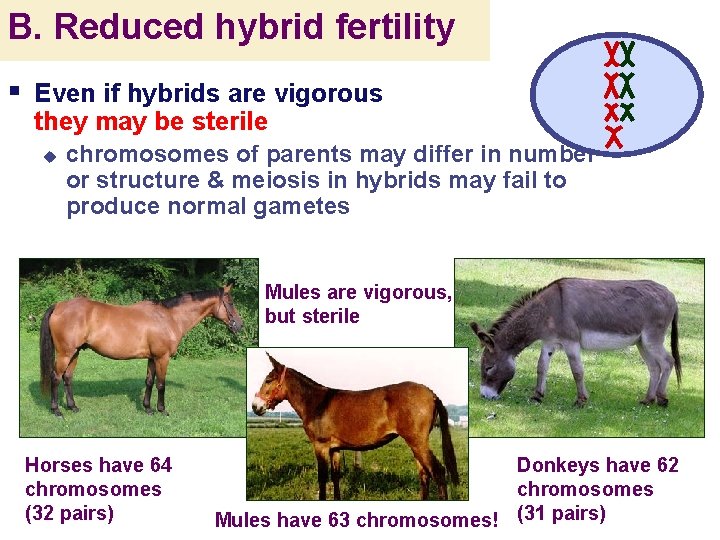 B. Reduced hybrid fertility § Even if hybrids are vigorous they may be sterile