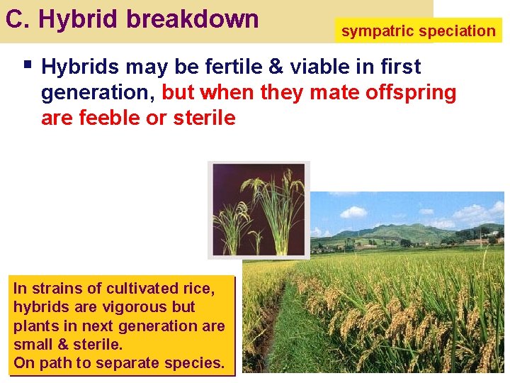 C. Hybrid breakdown sympatric speciation § Hybrids may be fertile & viable in first
