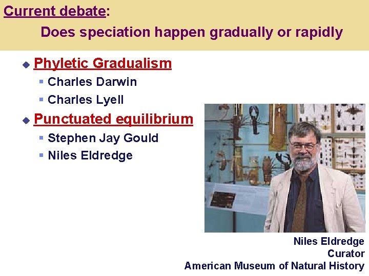 Current debate: Does speciation happen gradually or rapidly u Phyletic Gradualism § Charles Darwin