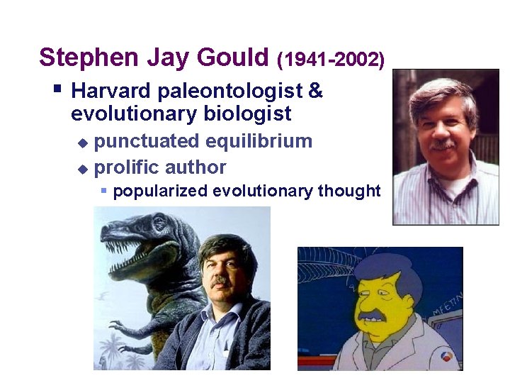 Stephen Jay Gould (1941 -2002) § Harvard paleontologist & evolutionary biologist punctuated equilibrium u