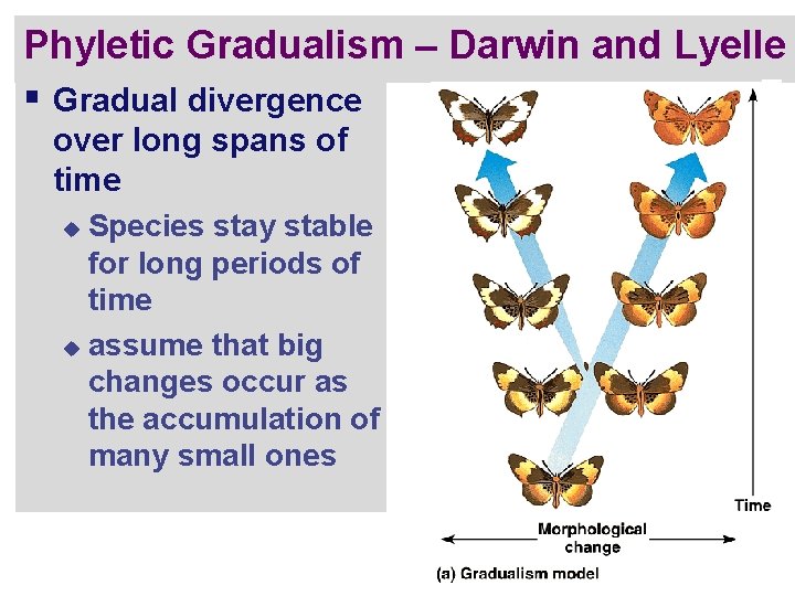 Phyletic Gradualism – Darwin and Lyelle § Gradual divergence over long spans of time