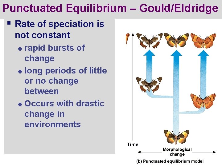 Punctuated Equilibrium – Gould/Eldridge § Rate of speciation is not constant rapid bursts of