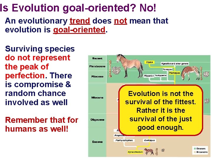 Is Evolution goal-oriented? No! An evolutionary trend does not mean that evolution is goal-oriented.